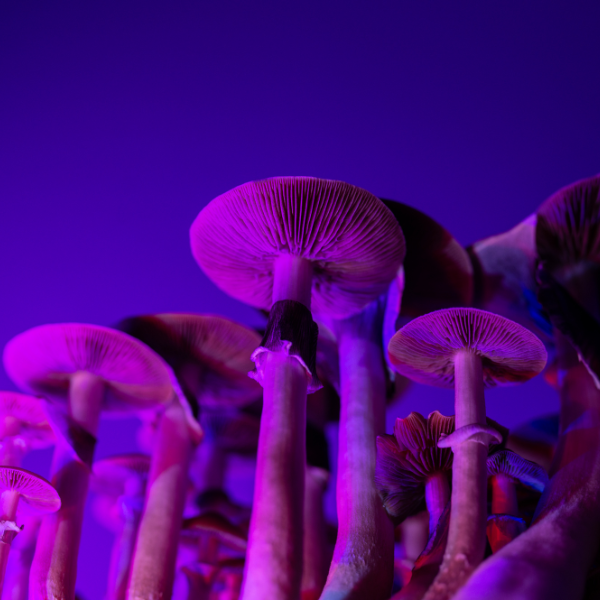 Magic Mushrooms Psilocybin