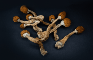 How Long do Shrooms Last And Stay In Your System