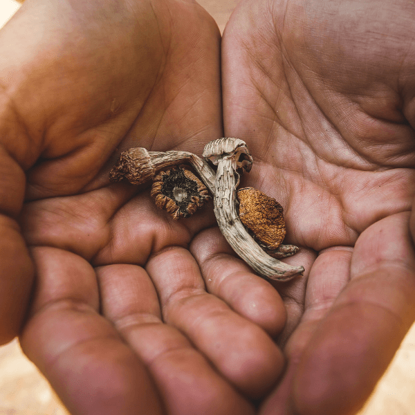 Buy Magic Mushrooms In Birmingham, AL