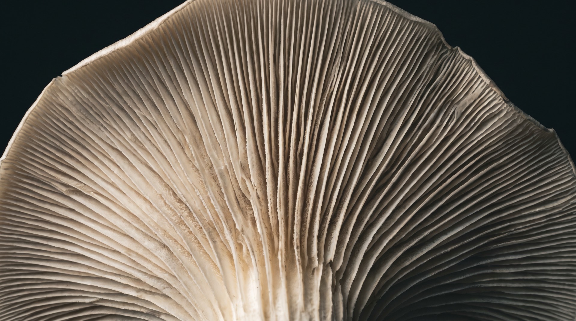 Extreme macro photograph of the radial gill structure on the underside of a mushroom cap